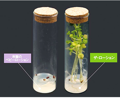 植物実験の画像