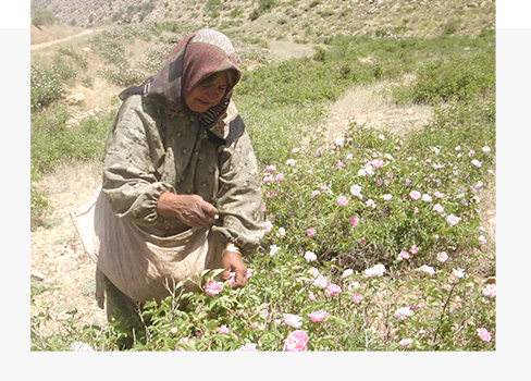 自然と女性の写真
