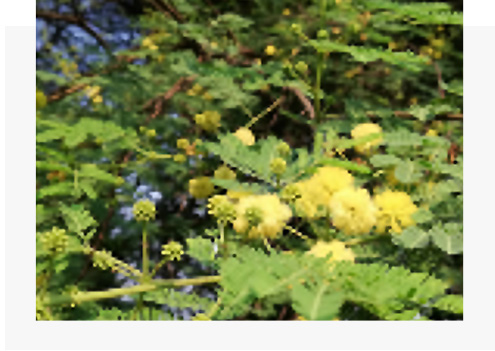 アラビアガムの木の写真