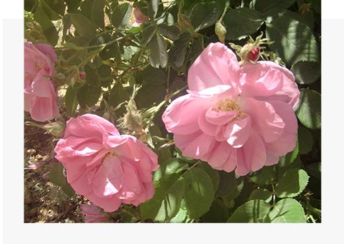 ダマスクローズの写真